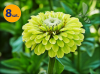 ZINNIA ELEGANS GULLIVER LIME 8 SZTUK
